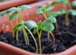 plantes touchees par fonte des semis