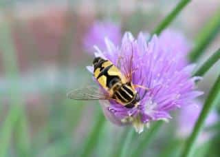 syrphe utilite jardin plantes