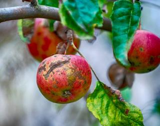 tavelure pomme