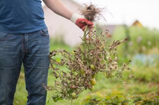 traitement phytophthora