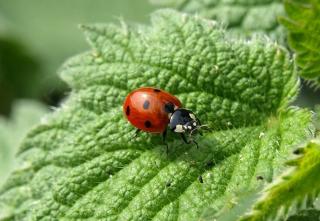 utilite coccinelle plante jardin