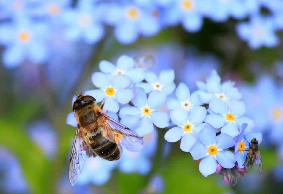 utilite des Insectes au jardin