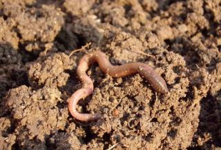 ver de terre utilite jardin sol