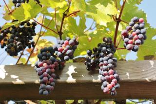vigne decorative pergola raisin