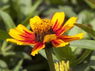 zinnia marylandica floraison automne