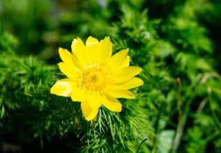 Adonis de printemps - Adonis Vernalis