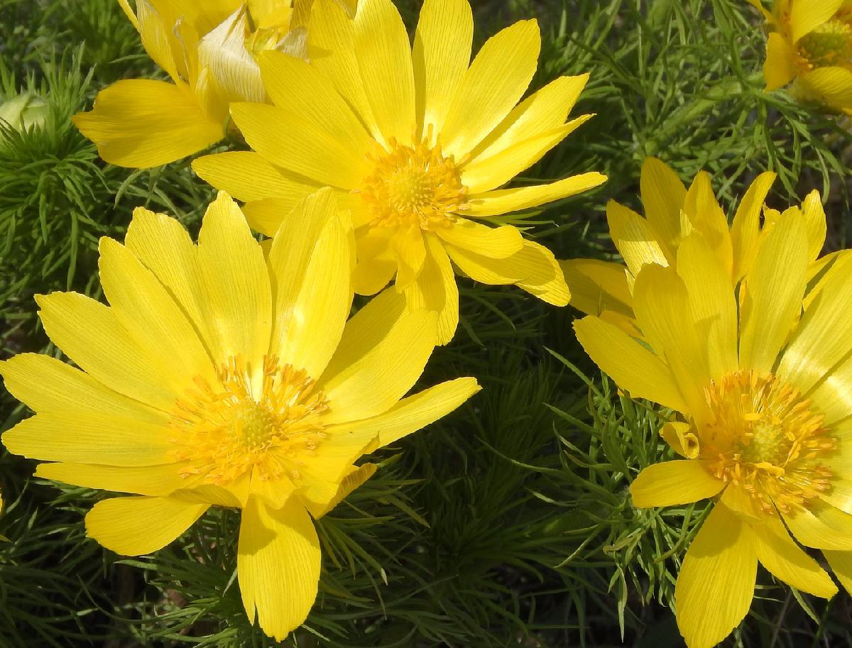 Adonis vernalis - Adonis de Printemps