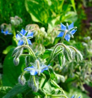 Bourrache officinale - Borago officinalis