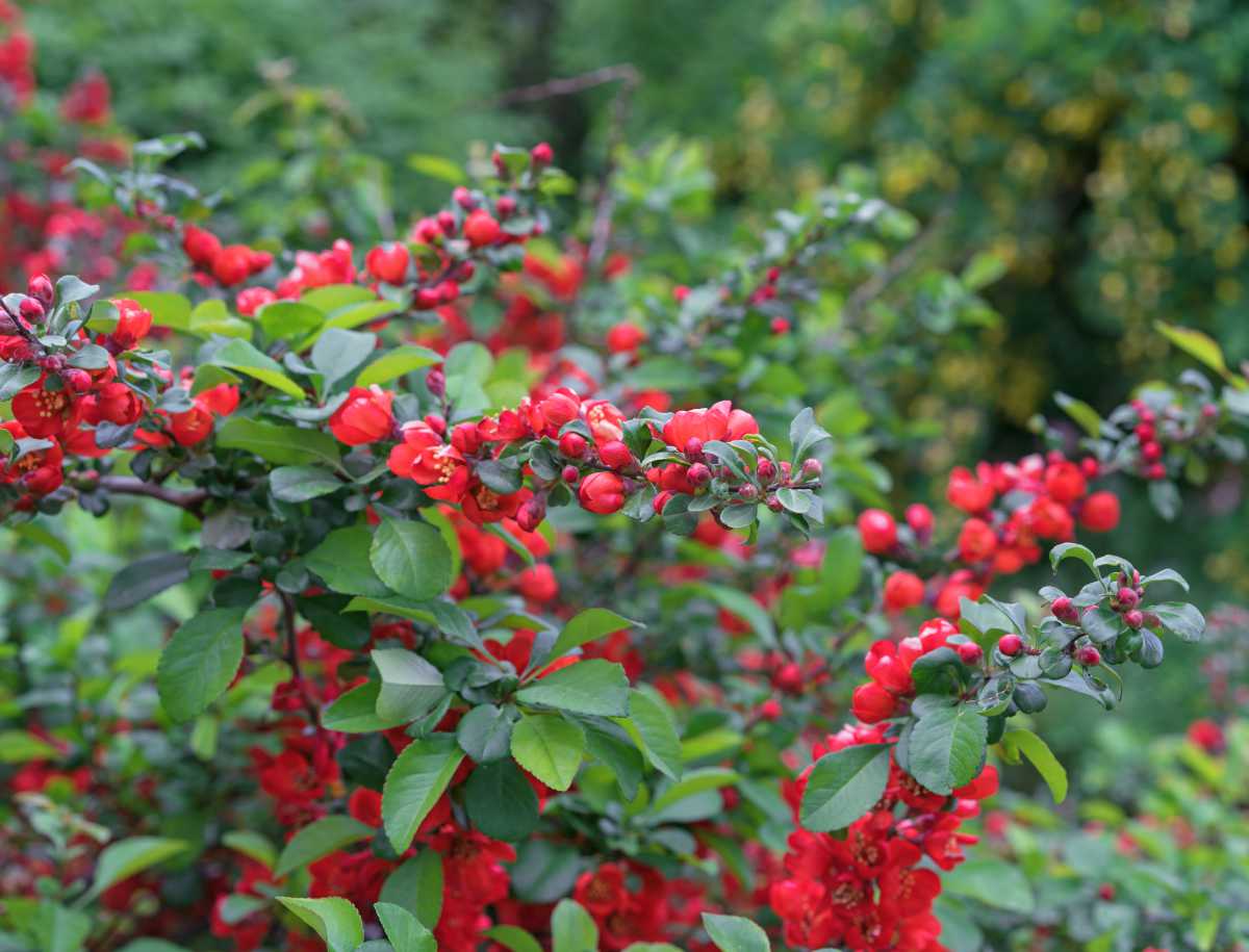 Cognassier du japon - Chaenomeles speciosa