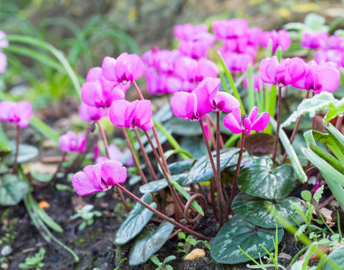 Cyclamen des fleuristes : plantation, entretien, soin