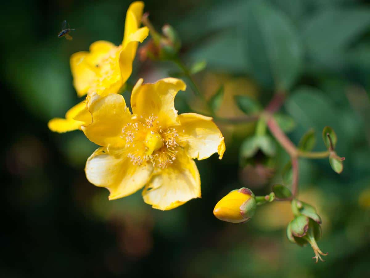 Gelsemium sempervirens