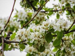 Malus sylvestris arbre