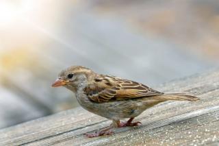 Moineau