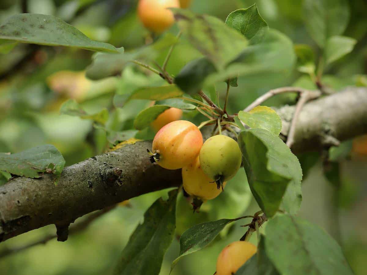 Pommier sauvage - Malus sylvestris