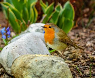 Reconnaitre oiseau jardin