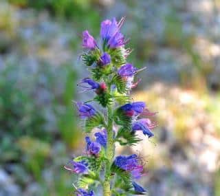 Vertus bienfaits viperine Echium vulgare