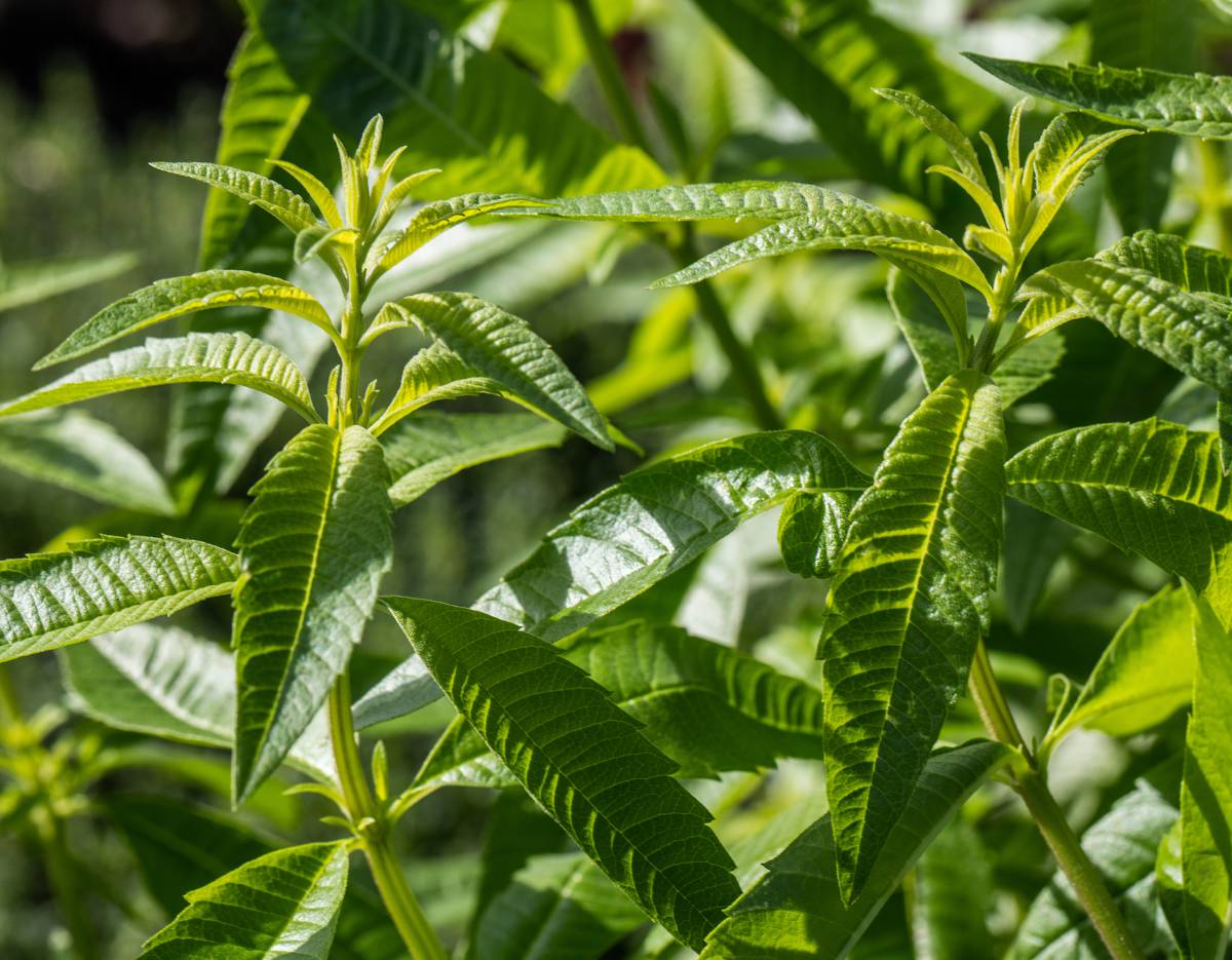 Verveine citronnée