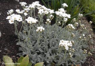 achillea umbellata