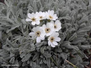 achillea umbellata entretien