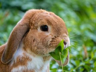 avoir un lapin dans son jardin