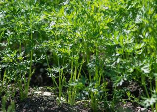 carotte plante repulsive mouche oignon