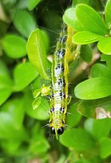 chenille verte sur buis - pyrale du buis