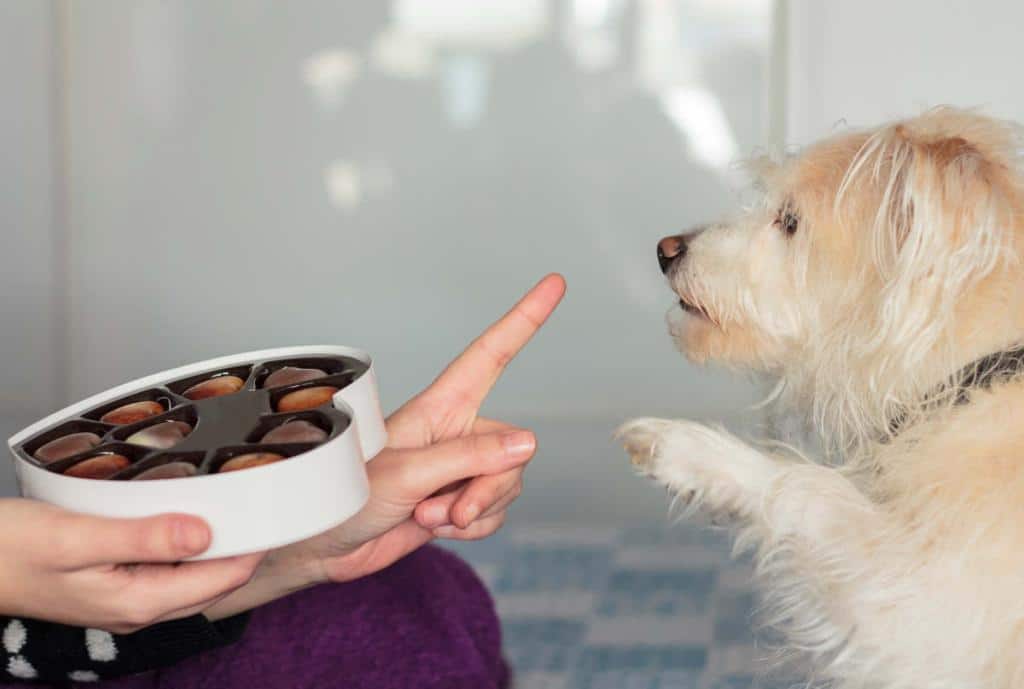 chien chocolat danger toxique