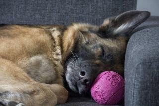 chien qui dort pendant absence maitre