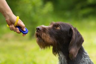 dressage chien avec un clic clicker