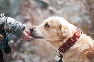 dressage chien clic friandise