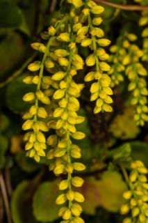 goutte d'or plante fleur jaune