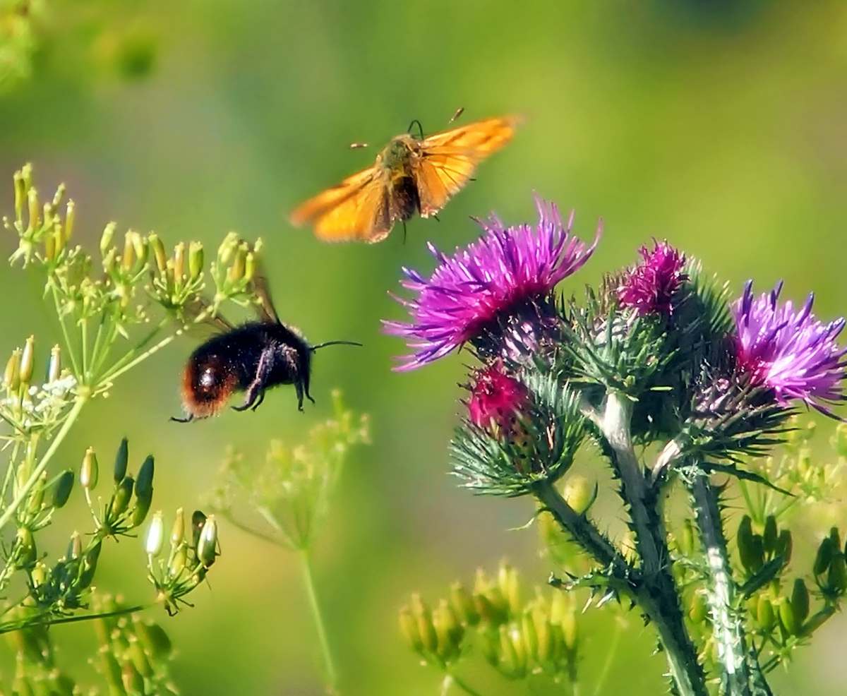 impact pesticide sur papillon et bourdon