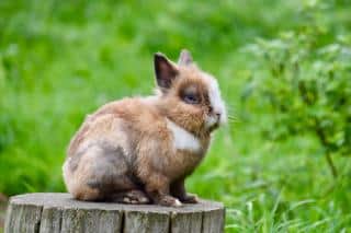 lapin nain dehors exterieur jardin