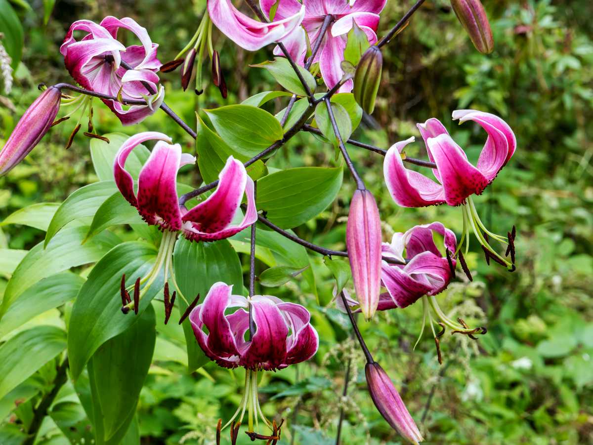 Fleurs à bulbes - Jardiner Malin : jardinage et recettes de saison