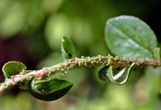 petit insecte vert puceron pecher prunier