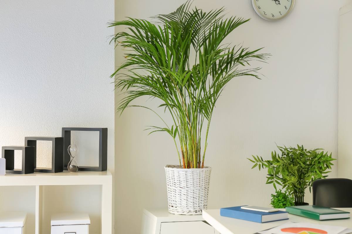 Plantes au bureau  bienfaits et variétés adaptées – Jardiner Malin