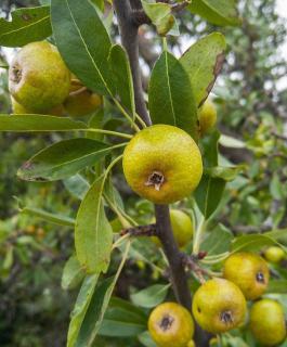 pommier sauvage comestible ou pas