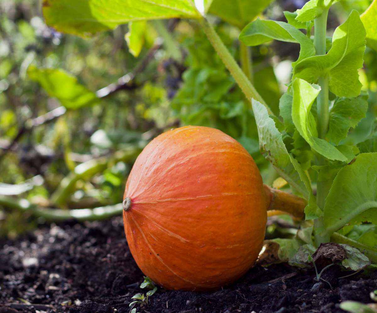 Planter à La Main Des Graines De Citrouille Dans Le Potager