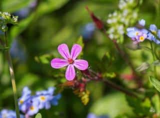 saponaire officinale soin