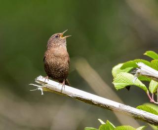 troglodyte mignon