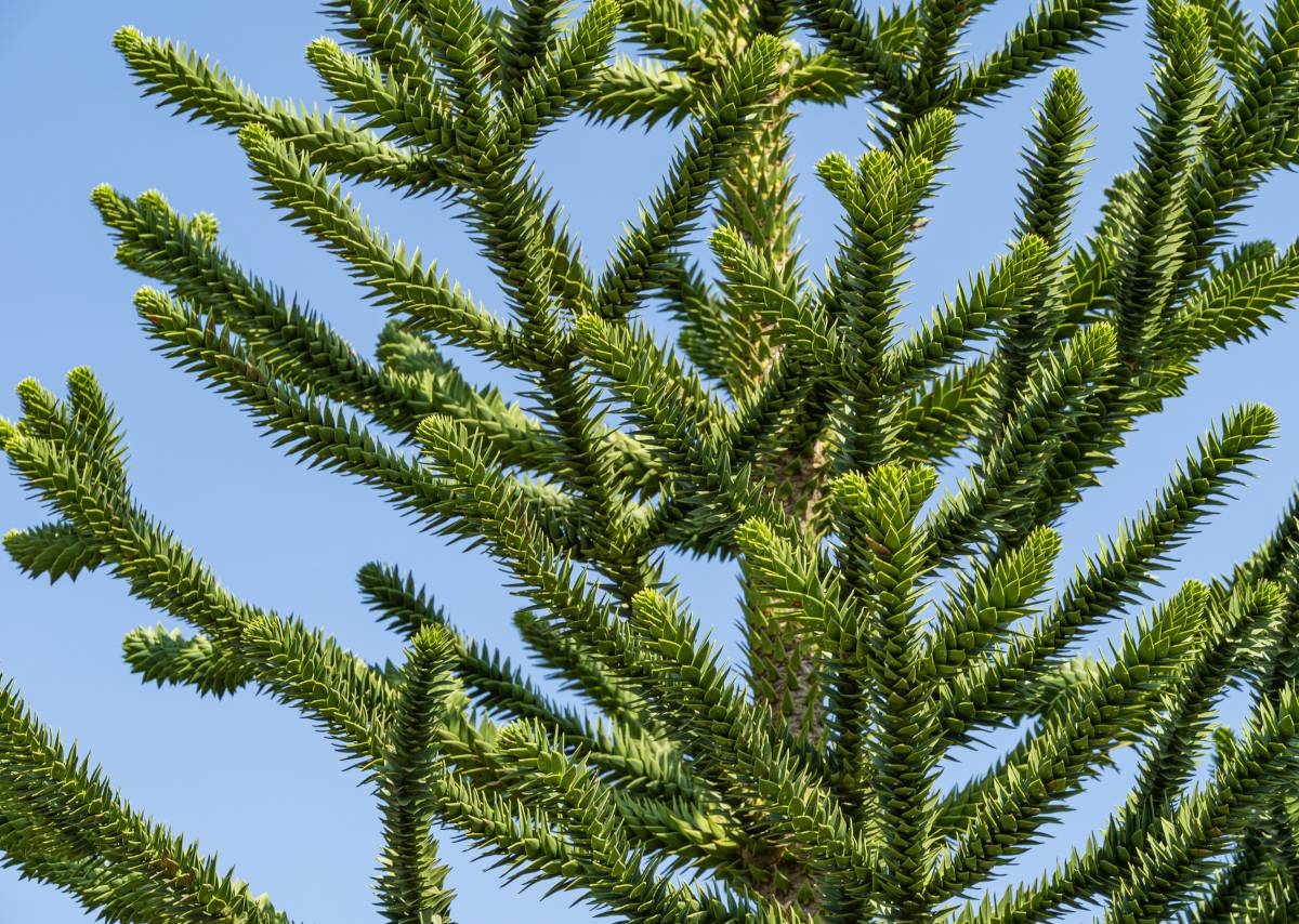 Araucaria araucana