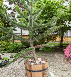 Araucaria en pot