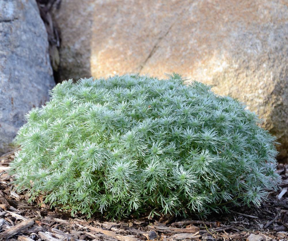 Artemisia schmidtiana ‘Nana’