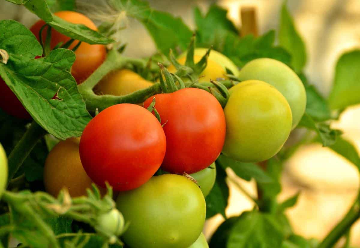 Comment Faire murir tomate verte