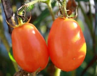 Culture cultiver Tomate Torino