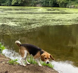 Danger cyanobacterie algue chien