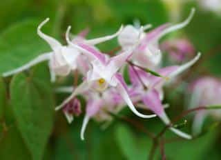 Epimedium grandiflorum - Fleur des Elfes