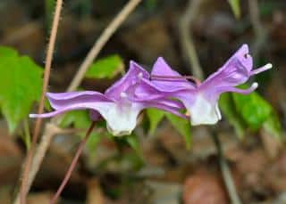 Fleur des Elfes - Epimedium