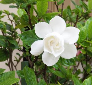 Gardenia en pot en interieur