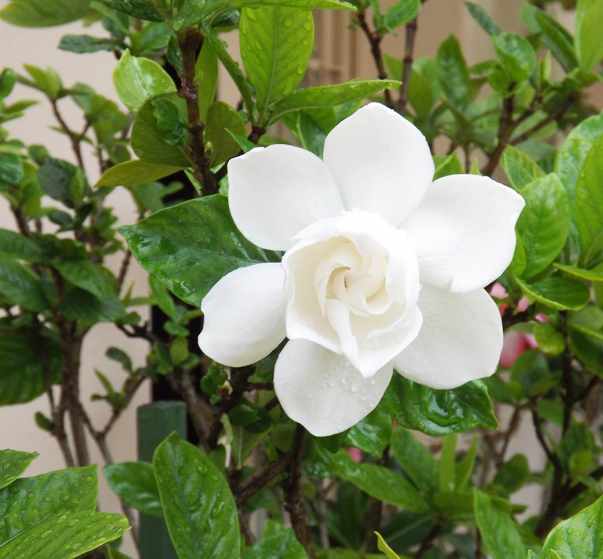 Gardénia : floraison, arrosage et conseils d'entretien